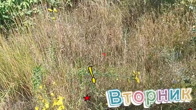 Всем 🐞🍀Хорошего настроения и отличного дня 🙏💕