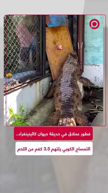 في مشهد لا يُصدق، يلتهم التمساح الكوبي 
