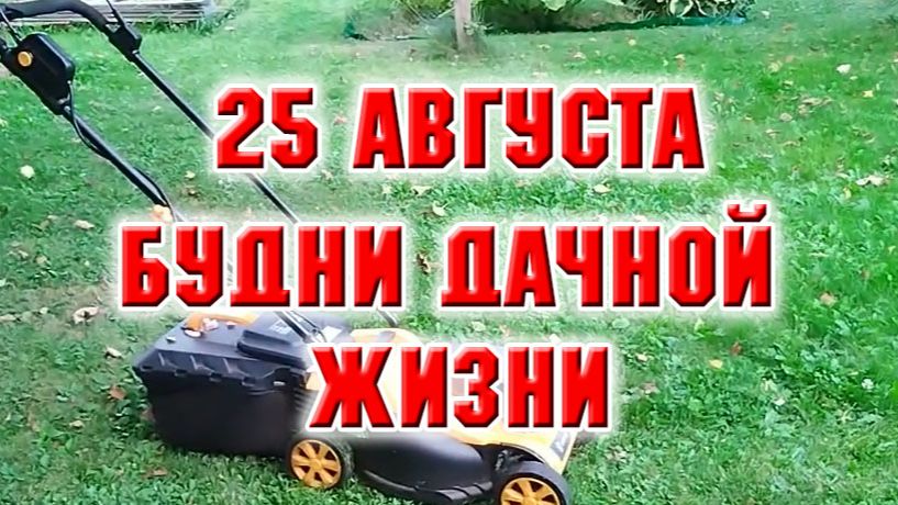 25 августа. Будни дачной жизни