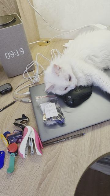 Муркауже на работе!