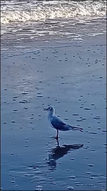 Птица крачка поймала рыбу в море и глотает ее