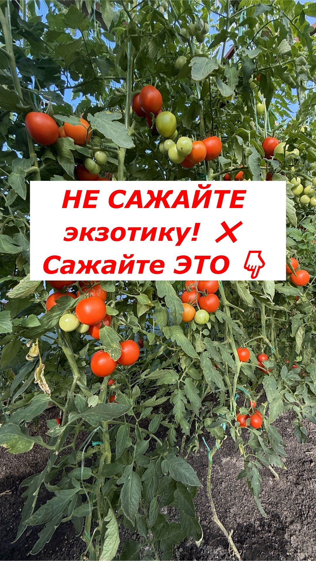 Главная ошибка новичков при выборе томатов! Сажайте ТОЛЬКО это 