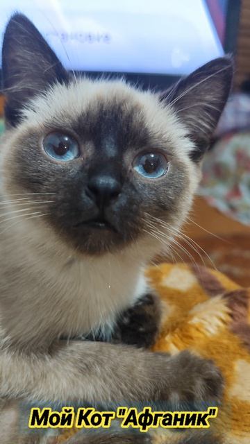 #мойкот