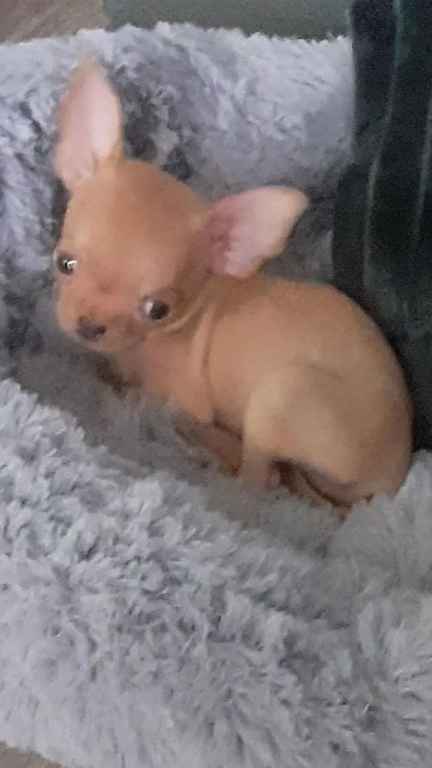 Подарили маме щеночка 🥰 #chihuahua #чихуахуа #щенок #подарок #ребёнок