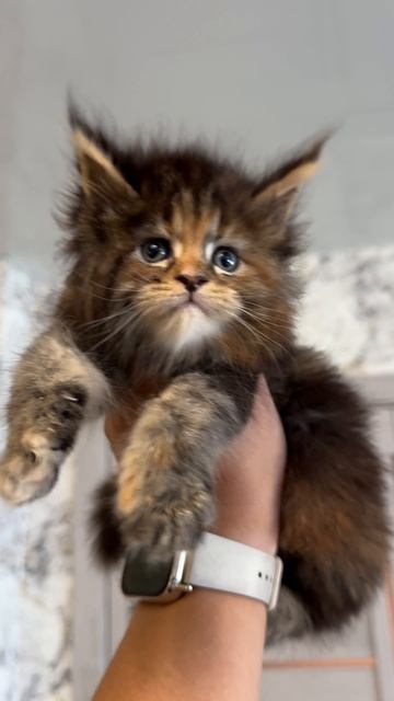 Забава 1 месяц