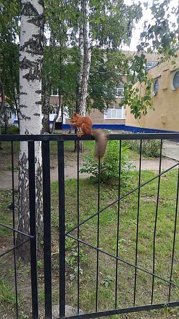 Белочка в Барнауле 👍👍👍👍