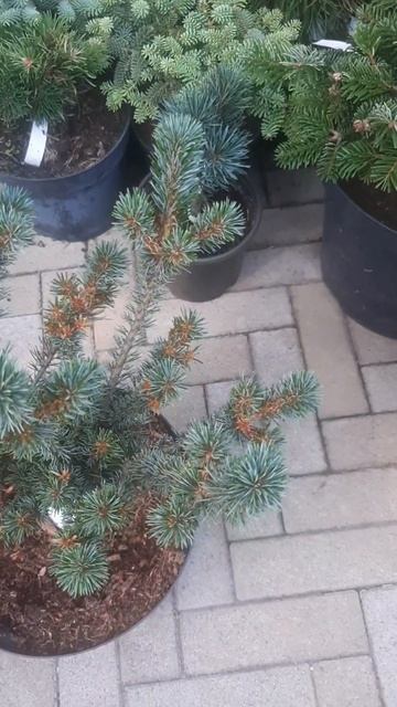 ❤🌲Сосна Блауэр Энжел
✔Продажа растений в макс и телеграм канале: Https://t.me/love_is_hvoiny_dvorik