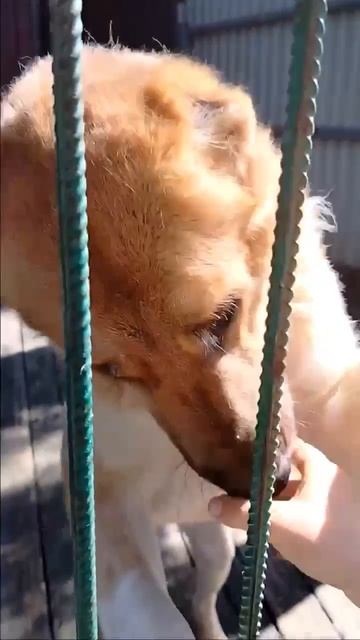 Дружные мишки  САО Георгий 🍀 и Яся 🌸🔎7⃣Ю🏠❗Пост в описании 🎥 #dog #алабай #собака #сао #любовь