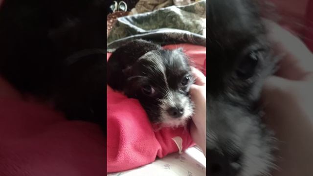 💖🐕Варюшка у мамы Наташи  на массаже 🤣🤗💖