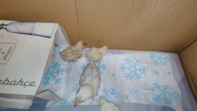 навожу порядок у цыплят 🐤