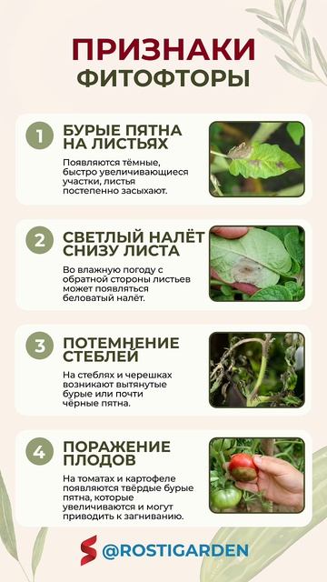 СПАСАЙ урожай, если видишь ЭТО! #огород #фитофтора #советыдляогорода