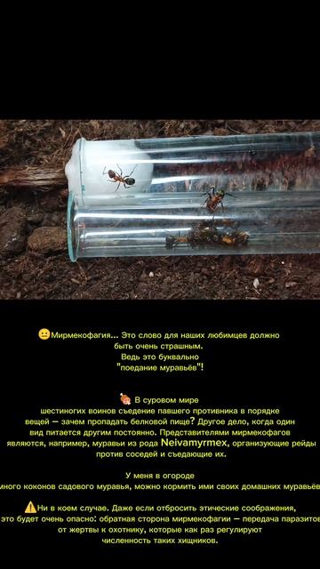 Кто такие МИРМЕКОФАГИ 😬😐😶🌫️
