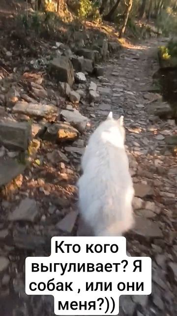 Выгуливаю два белых волка.