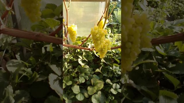 Урожай винограда в Тюмени