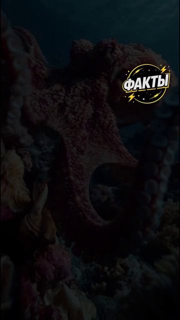 10 фактов часть 87