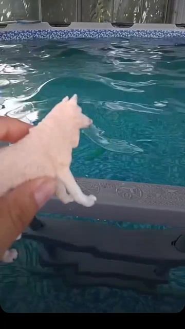Коллаб с огурцом Василием