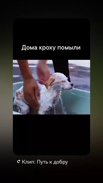 Просит еду не у тех!