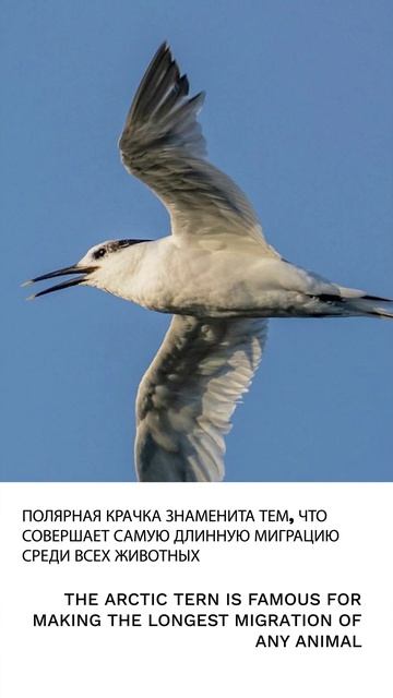 Крачка
