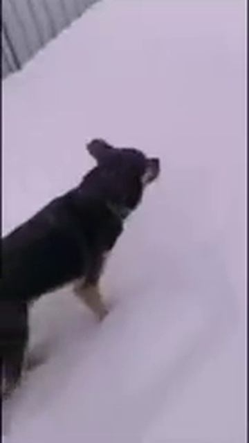 Очкошник