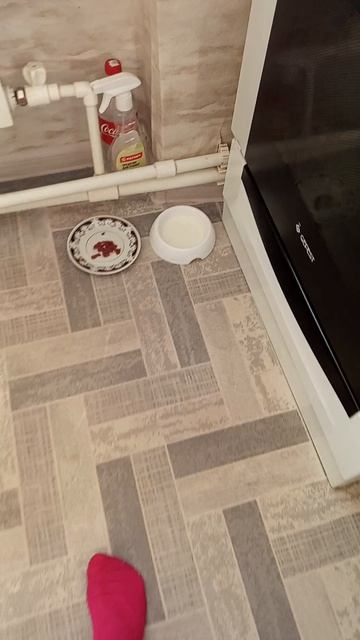у меня появился котёнок но это не обычный котёнок это мейн-кун!