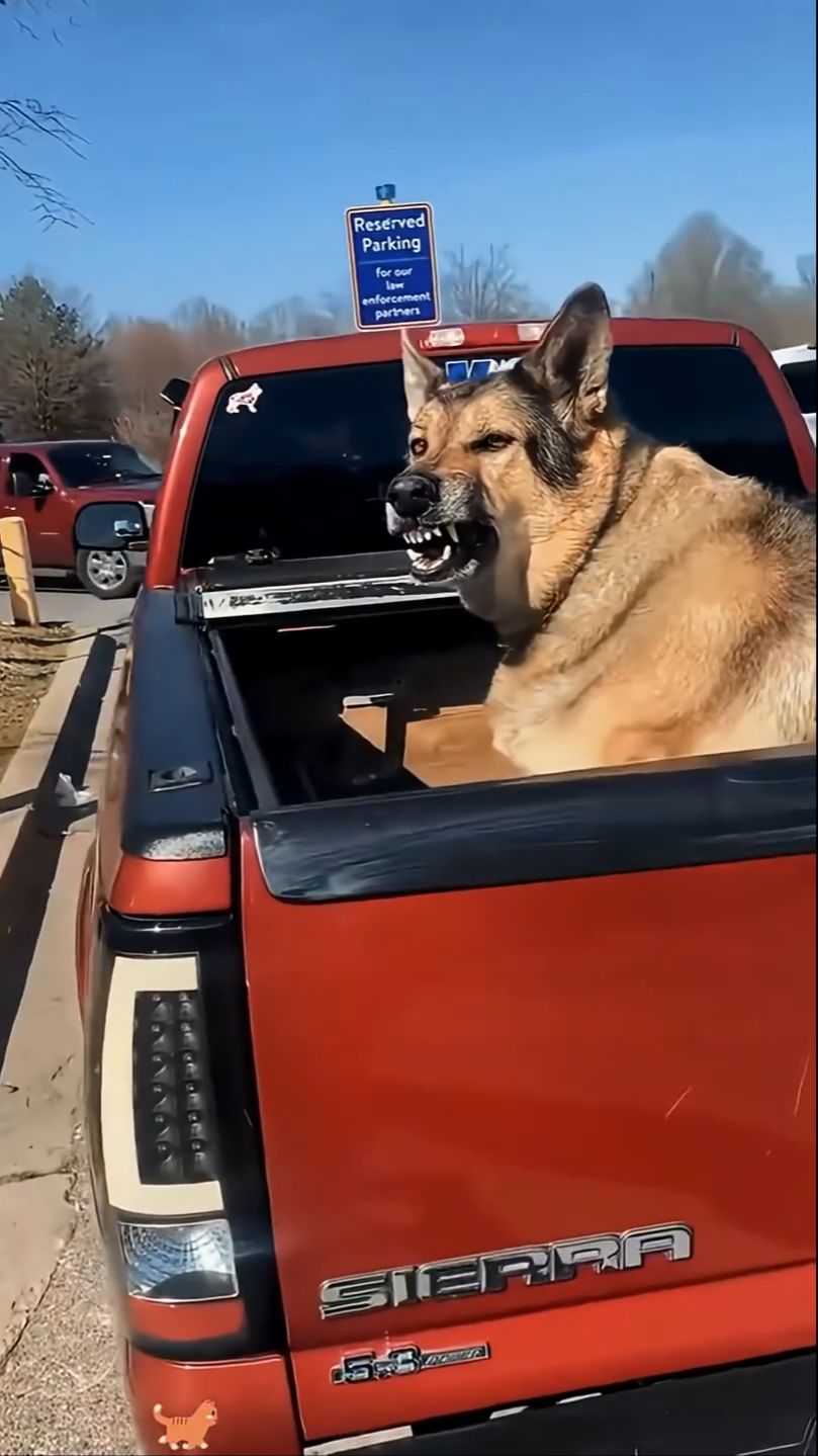 Trying To Make Friends With A Bad-tempered Dog😥😰#dog#funnydogs #fyp #foryou