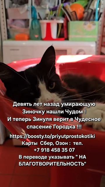 Зина