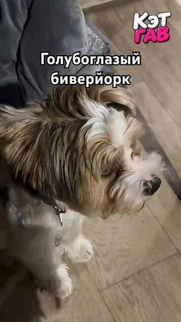 Краш голубоглазый бивер-йорк