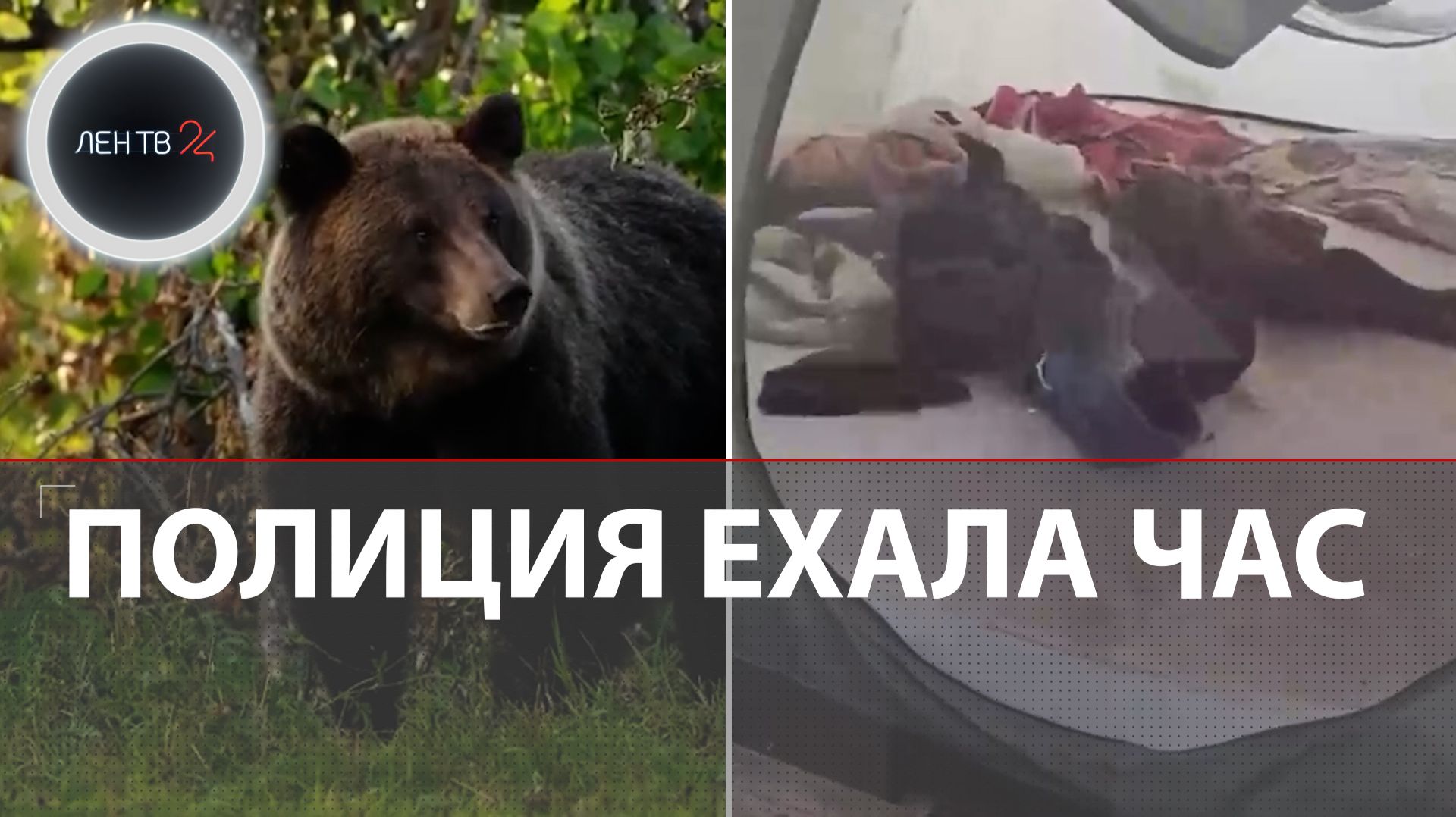 Медведя-людоеда обезвредили | Подробности нападения на Алтае | Истории встречи со зверем