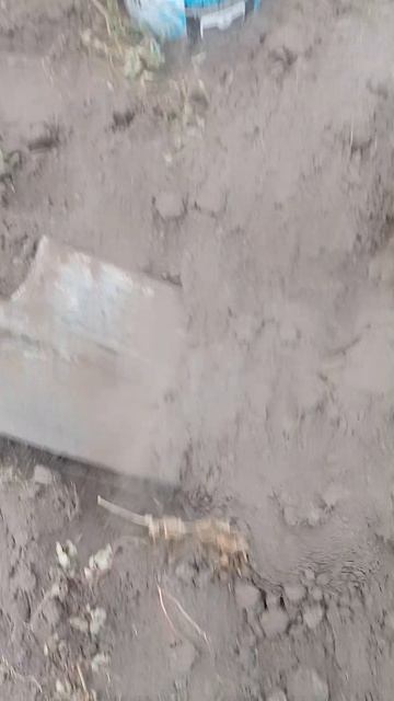 А вы уже капали картошку ?