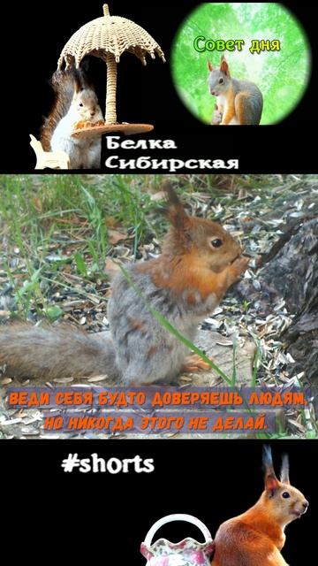 Белка грызет семечки на земле