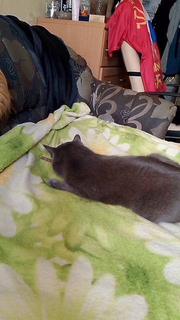 Кошка Беся и палочка Мататаби