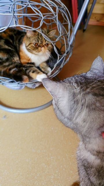 25.08.26 Фрося и Пуся😻💕😺