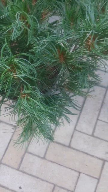❤🌲Сосна Тини Кёрлс 
✔Продажа растений в макс и телеграм канале: Https://t.me/love_is_hvoiny_dvorik
🚛