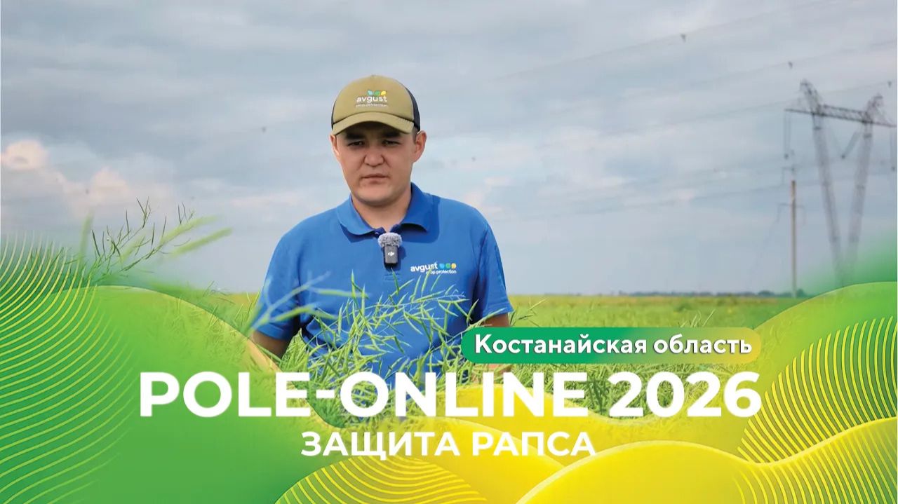 Защита рапса в Костанайской области  Pole-Online 2026 рапс урожай