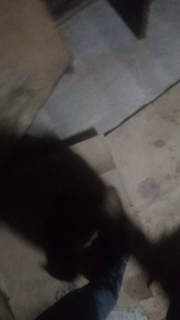БЕДНАЯ КОШКА ЖИВЁТ БАНЕ