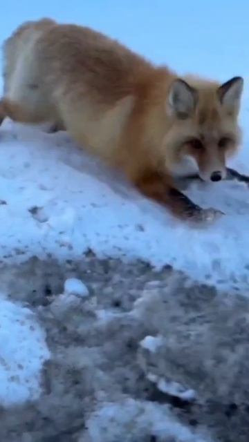 Милая лисичка