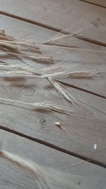 Злаки. Пшеница Жуковского