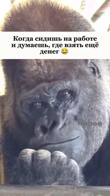 думы