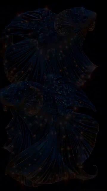 1000008625.mp4