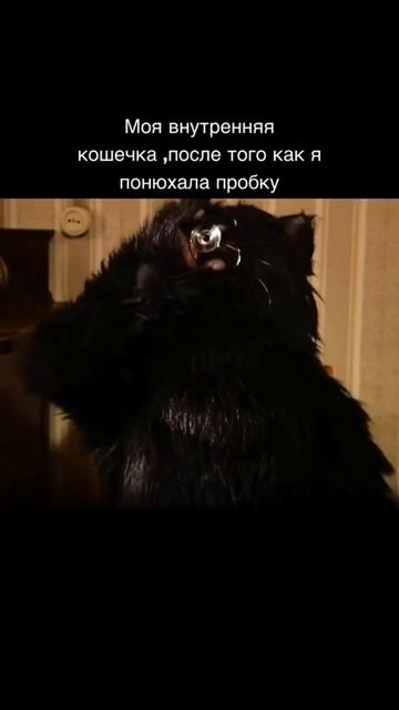 Сам попросил показать кошечку