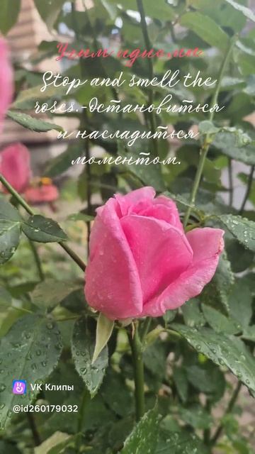 #english #английскийонлайн