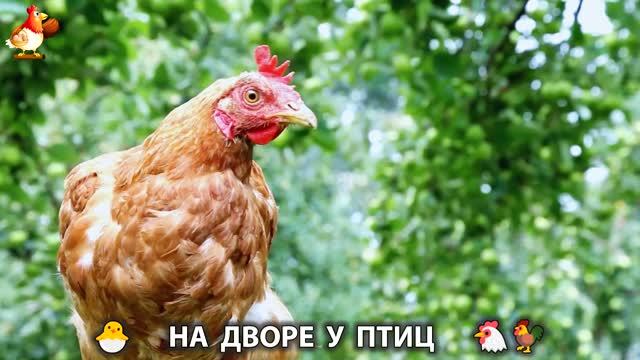 На дворе у птиц или куриная рутина простых несушек (4)