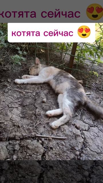 сейчас котятам 3 месяца 😙