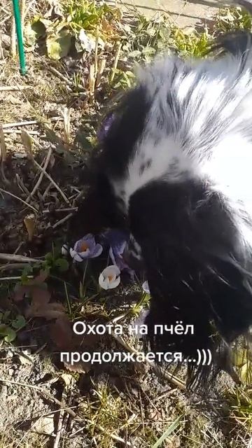 Ловим пчелку...)))