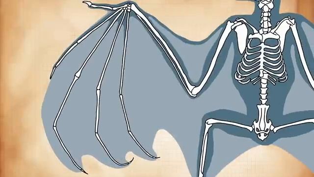 Неправильно Понятые Доисторические Животные.
