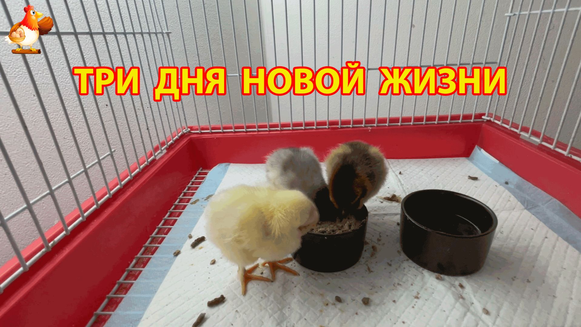 Три цыплёнка, три характера - малышам всего 3 дня, а жизнь уже кипит (1)