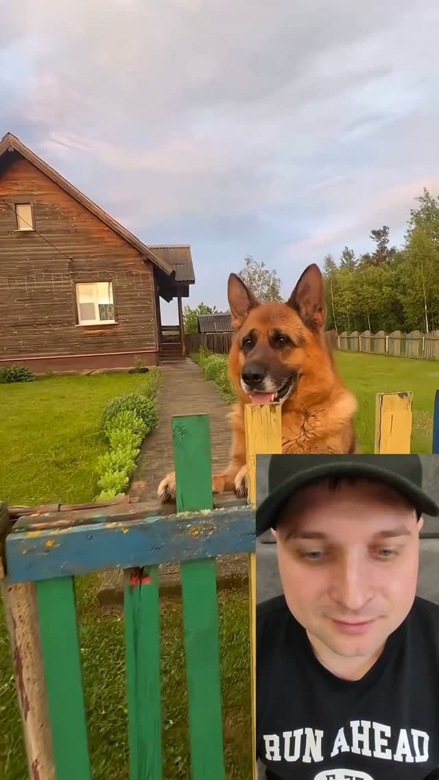 Осторожно, ну очень злая собака)