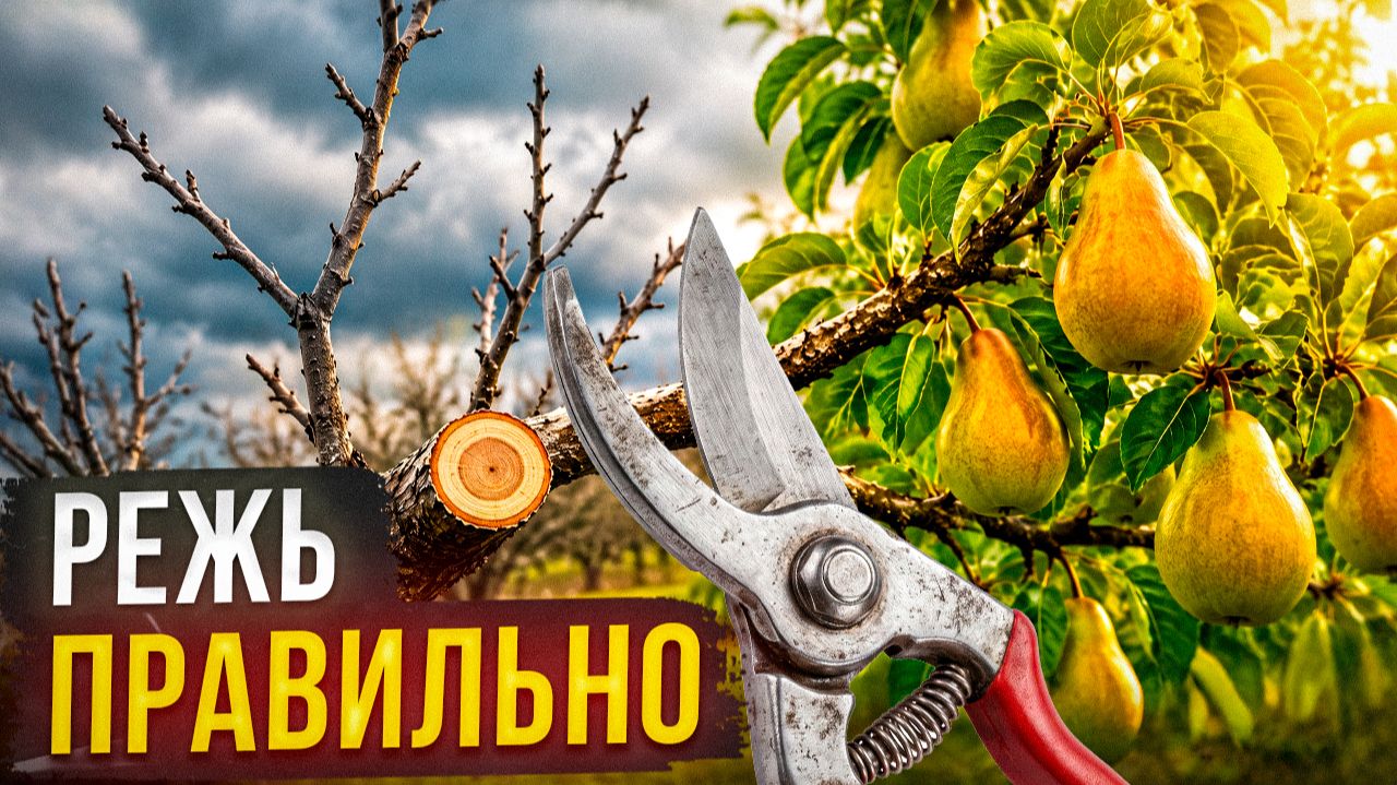 НЕ ТРОГАЙТЕ ГРУШУ в САДУ! Почему иногда лучше не обрезать и вообще не трогать дерево