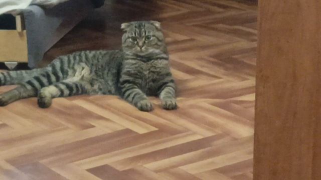 играем с котиком 