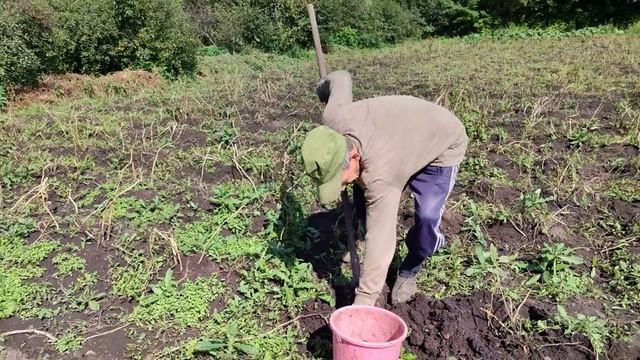 Сельские будни: погода, уборка картофеля. 25.08.26